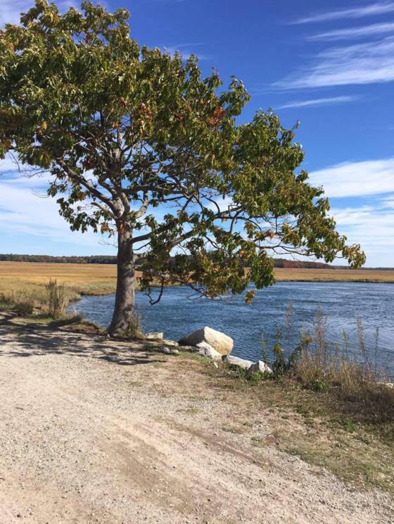 12119005_1150508501645751_2484786612517097614_n